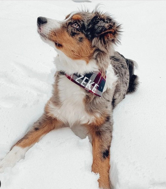 DOG COLLAR BANDANAS